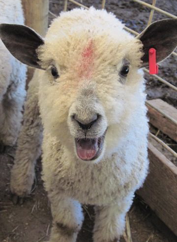 A lamb from wyammy