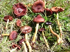 Western Red dye Mushrooms