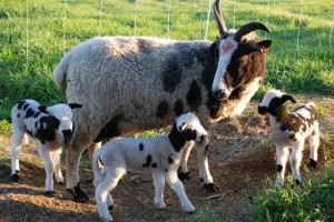 Mary and her triplets