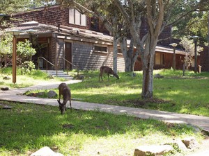 Improved paths and living spaces at Asilomar