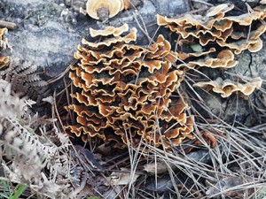 Forest fungus