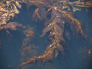 kelp