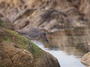 shore bird