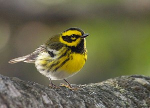 Townsend's warbler