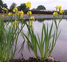 yellow iris