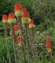 red hot poker