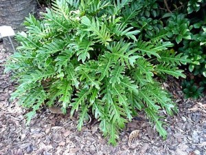 splitLeaf philodendron