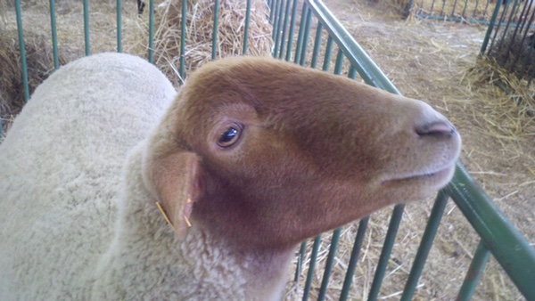 Picture of a sheep with white fleece and brown face.