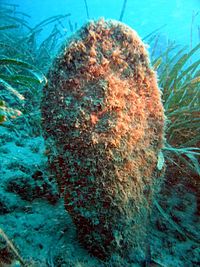 Pinna nobles can grow to more than three feet long
