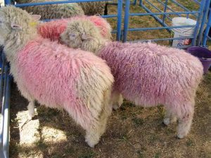 Kool-aid sheep