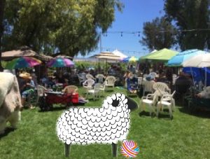 sheep at winery