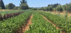 Shone Farm indigo field